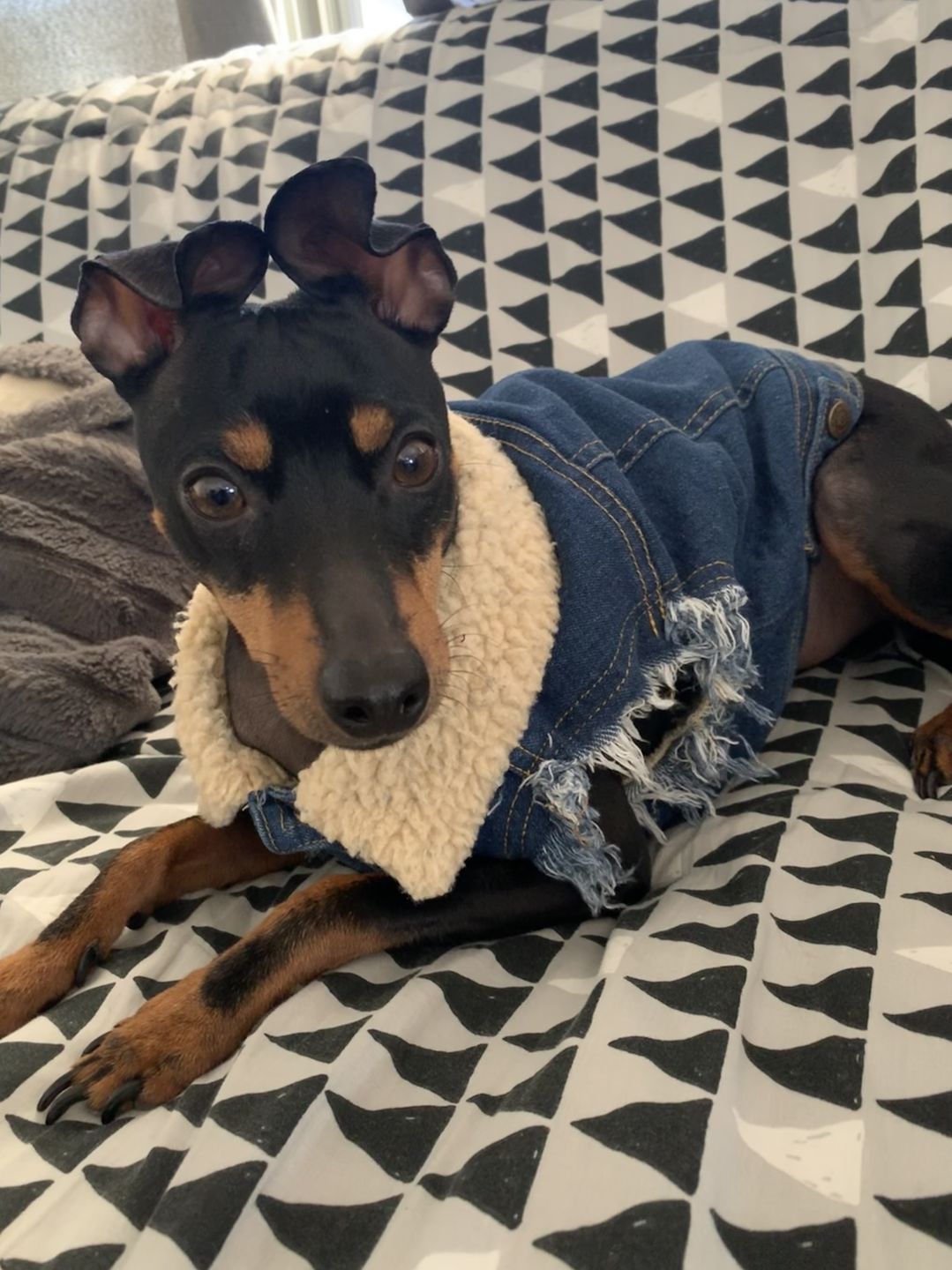 Customer photo review of SALE - OLD STOCK Sherpa Lined Denim Dog Vest