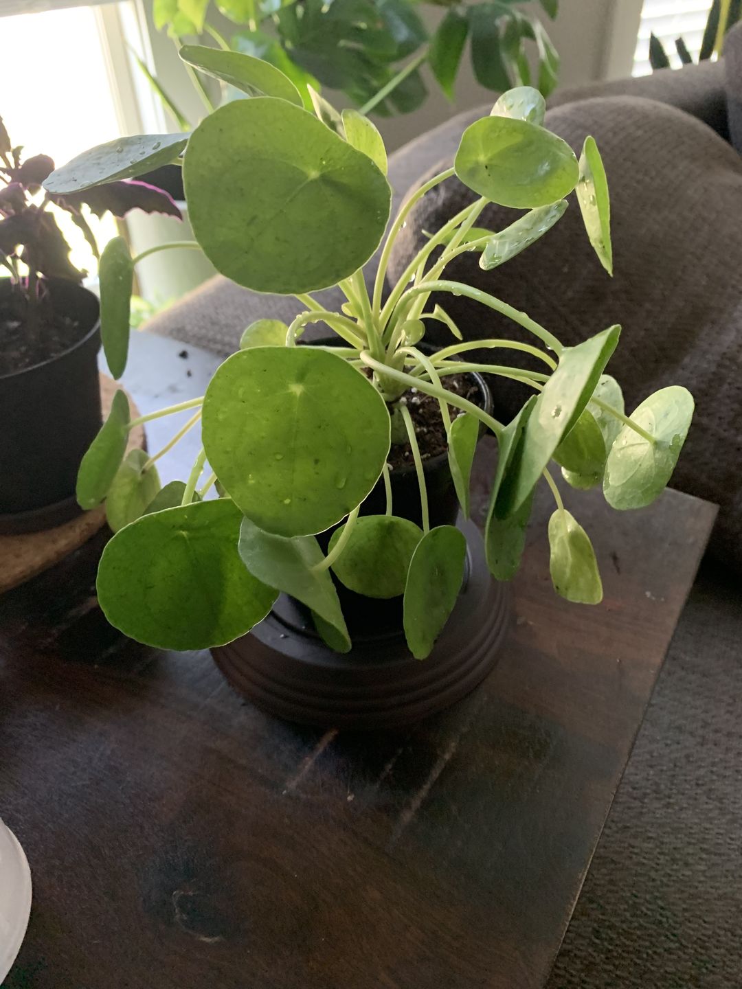 Customer photo review of 4" Pilea Peperomioides