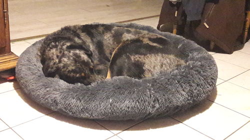 Customer photo review of Lit Apaisant Comfy® |  Pour Chien et Chat
