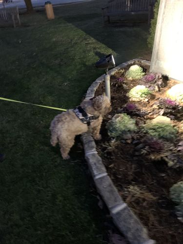 Customer photo review of World's Best Dog Harness