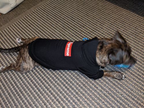 Customer photo review of Pupreme Dog Hoodie - Black