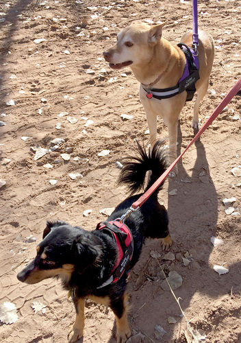 Customer photo review of Lifetime Warranty Personalized Doggykingdom® NO PULL Harness