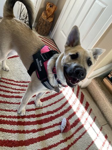 Customer photo review of Lifetime Warranty Personalized Doggykingdom® NO PULL Harness
