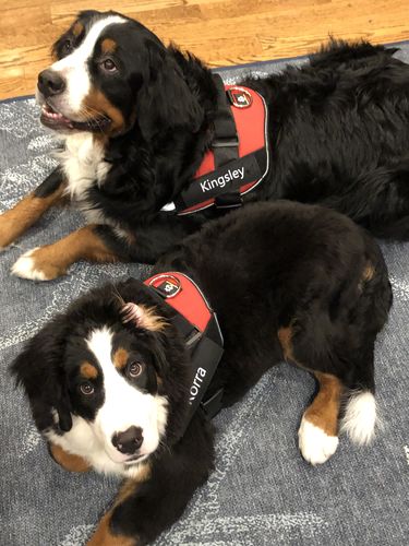 Customer photo review of Lifetime Warranty Personalized Doggykingdom® NO PULL Harness