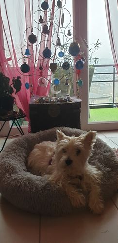 Customer photo review of Lit Apaisant Comfy® |  Pour Chien et Chat