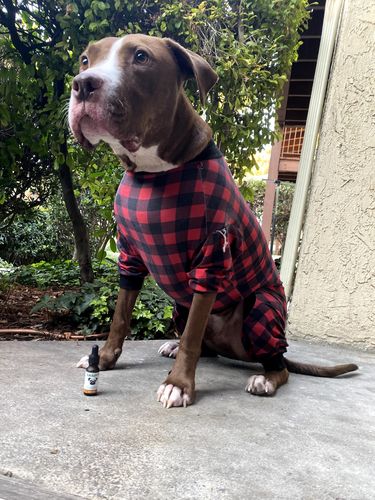 Customer photo review of Bailey's Full Spectrum Hemp Oil For Dogs w/ 300MG Naturally Occurring CBD