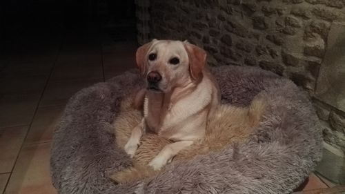 Customer photo review of Lit Apaisant Comfy® |  Pour Chien et Chat