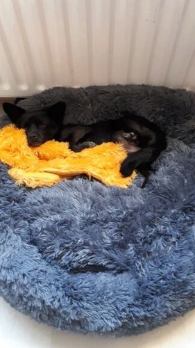 Customer photo review of HYGGENS Rundes Plüsch-Kuschelbett für Hunde und Katzen