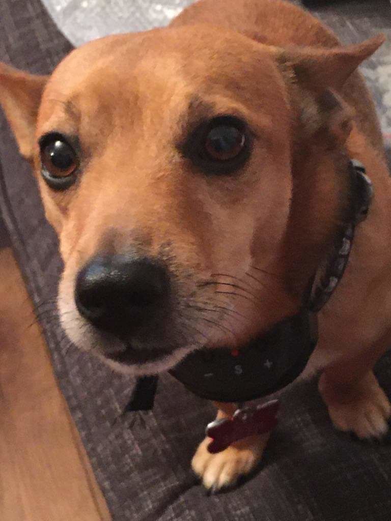 Customer photo review of Anti Bark Training Collar