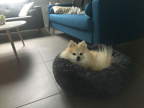 Customer photo review of Lit Apaisant Comfy® |  Pour Chien et Chat