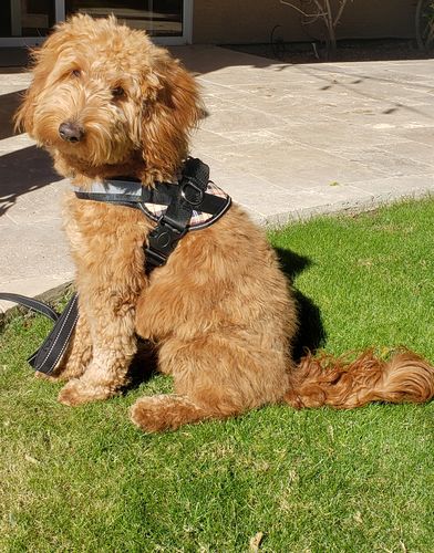 Customer photo review of World's Best Dog Harness