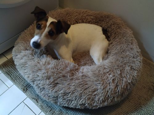 Customer photo review of Lit Apaisant Comfy® |  Pour Chien et Chat