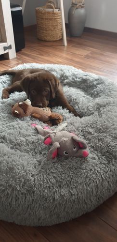 Customer photo review of Lit Apaisant Comfy® |  Pour Chien et Chat