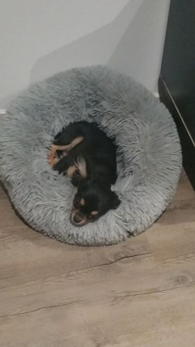 Customer photo review of Lit Apaisant Comfy® |  Pour Chien et Chat