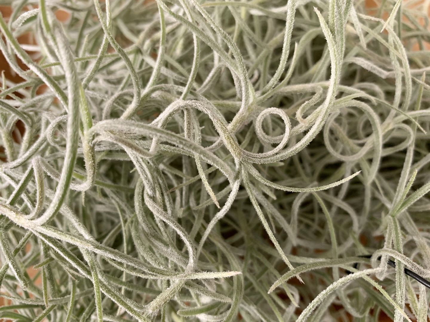 Customer photo review of Usneoides (Spanish Moss) White  On Hanging Wire!