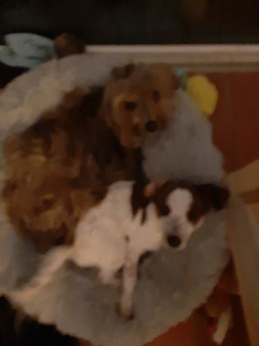 Customer photo review of Lit Apaisant Comfy® |  Pour Chien et Chat