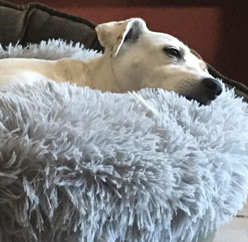 Customer photo review of Lit Apaisant Comfy® |  Pour Chien et Chat