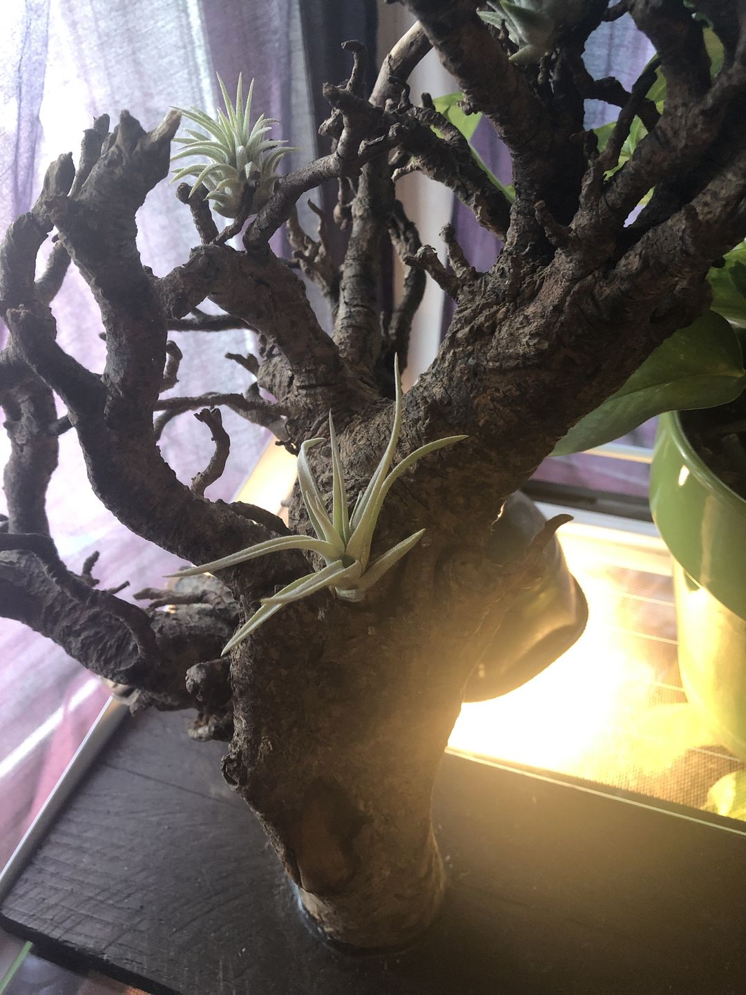 Customer photo review of Harrisii  (Easy Care Plant)  *Cannot Be Shipped Internationally*