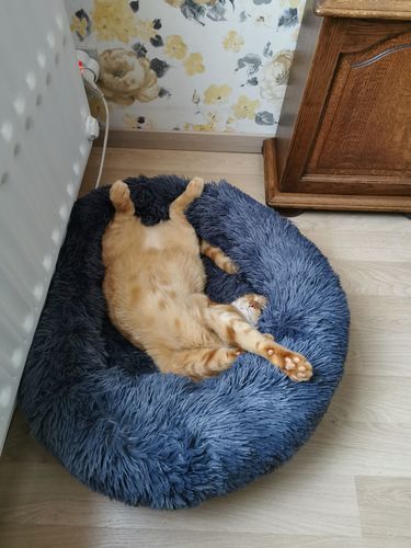Customer photo review of Lit Apaisant Comfy® |  Pour Chien et Chat
