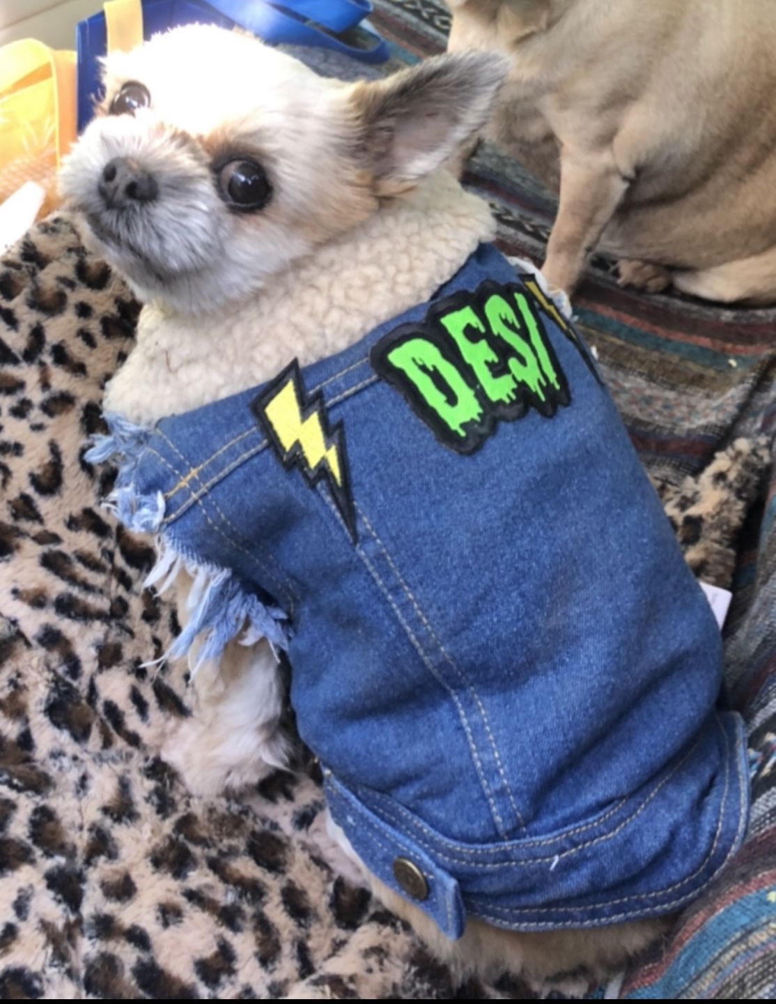 Customer photo review of SALE - OLD STOCK Sherpa Lined Denim Dog Vest