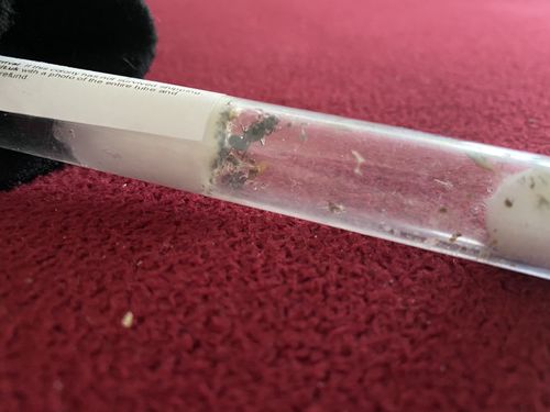 Customer photo review of Messor barbarus colony
