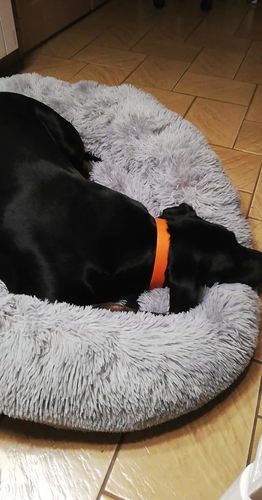 Customer photo review of Lit Apaisant Comfy® |  Pour Chien et Chat