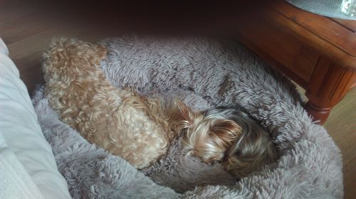 Customer photo review of Lit Apaisant Comfy® |  Pour Chien et Chat