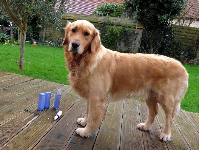 Customer photo review of Spray anti-tartre pour chien