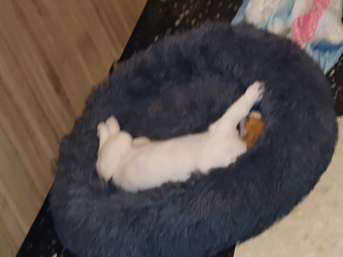 Customer photo review of Lit Apaisant Comfy® |  Pour Chien et Chat