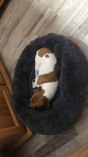 Customer photo review of Lit Apaisant Comfy® |  Pour Chien et Chat