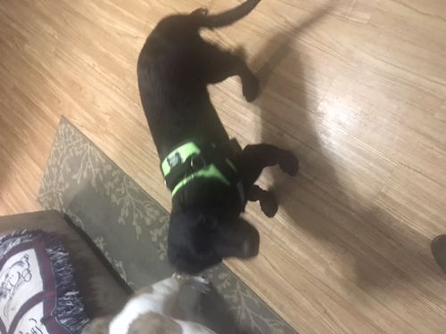 Customer photo review of Discount Harness