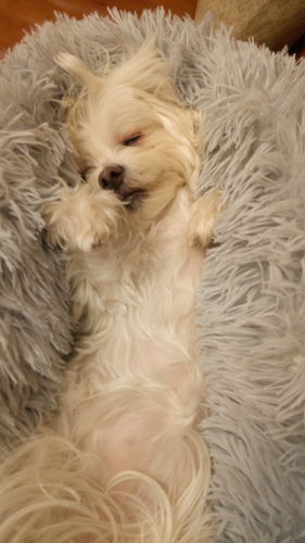 Customer photo review of Lit Apaisant Comfy® |  Pour Chien et Chat