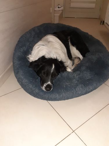 Customer photo review of Lit Apaisant Comfy® |  Pour Chien et Chat