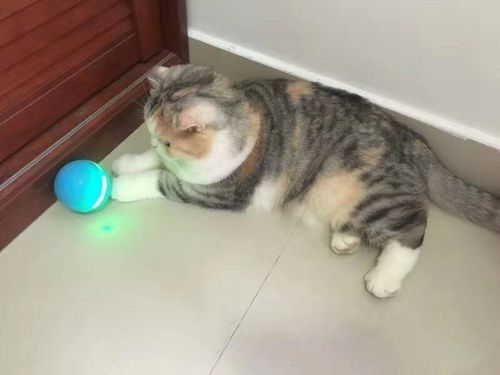 Balle Interactive Pour Chien Super Pratique Shop