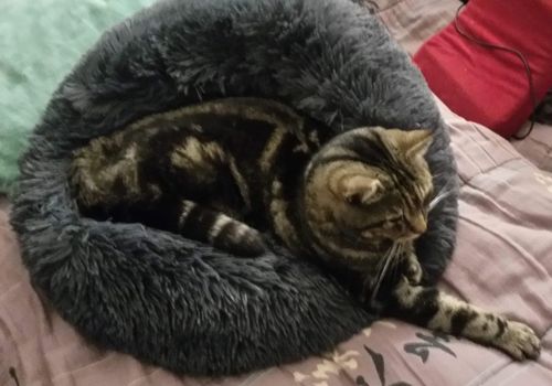 Customer photo review of Lit Apaisant Comfy® |  Pour Chien et Chat