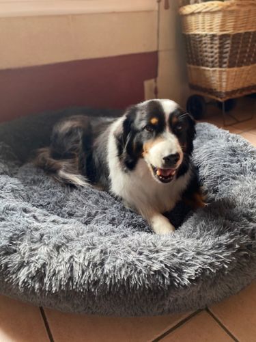 Customer photo review of Lit Apaisant Comfy® |  Pour Chien et Chat
