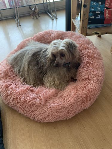 Customer photo review of Lit Apaisant Comfy® |  Pour Chien et Chat