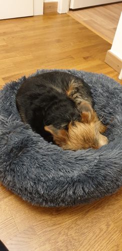 Customer photo review of Lit Apaisant Comfy® |  Pour Chien et Chat