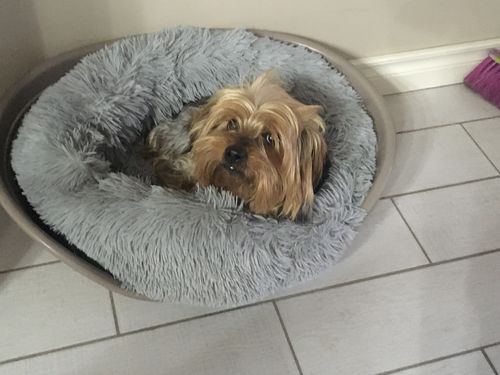 Customer photo review of Lit Apaisant Comfy® |  Pour Chien et Chat