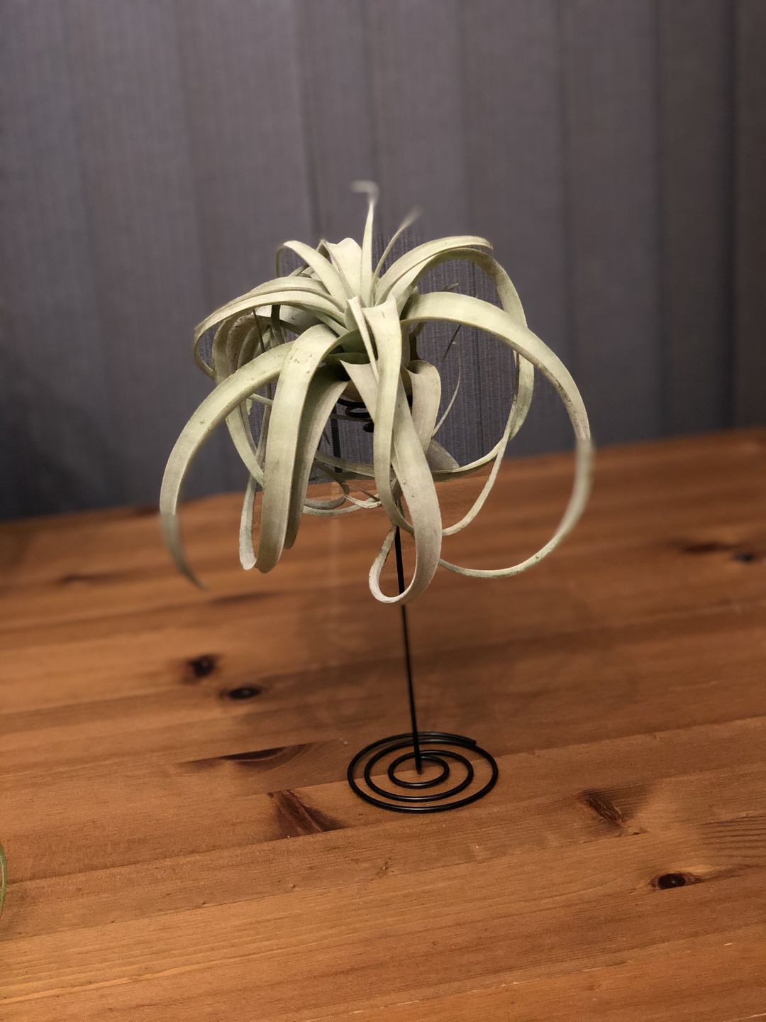 Customer photo review of Heavy Gauge Tall Wire Air Plant Holder