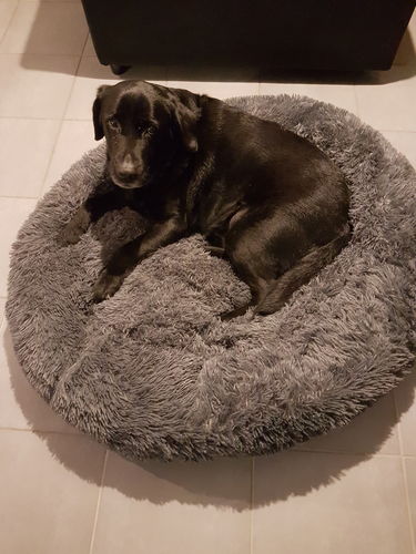 Customer photo review of Lit Apaisant Comfy® |  Pour Chien et Chat