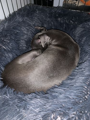 Customer photo review of Lit Apaisant Comfy® |  Pour Chien et Chat