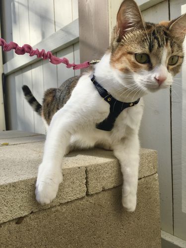 Customer photo review of Leather Cat Harness - 'The Gatsby' - Black