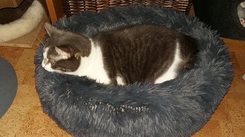 Customer photo review of Lit Apaisant Comfy® |  Pour Chien et Chat