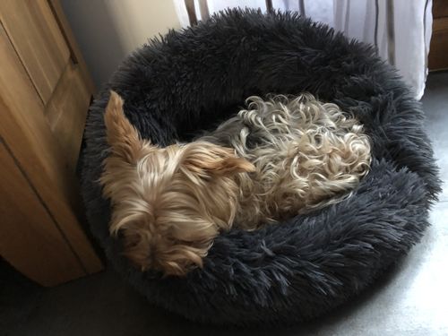 Customer photo review of Lit Apaisant Comfy® |  Pour Chien et Chat