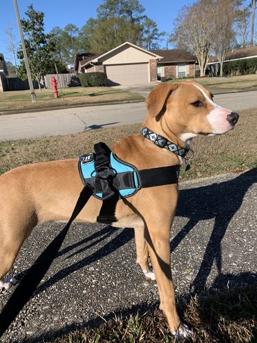 Customer photo review of Teal Dog Harness