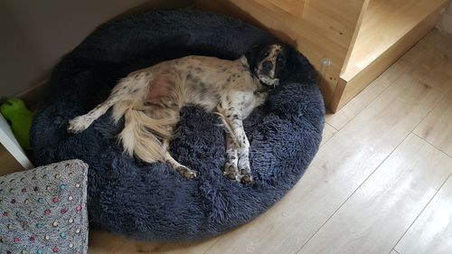 Customer photo review of Lit Apaisant Comfy® |  Pour Chien et Chat