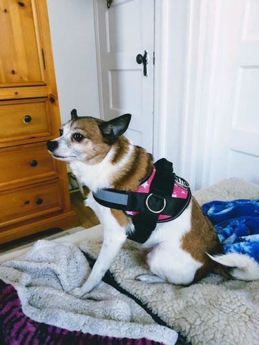 Customer photo review of ALL COLORS HARNESS Part II