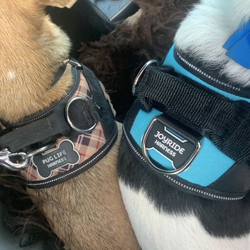 Joyride Harness Reviews 13,153 Reviews