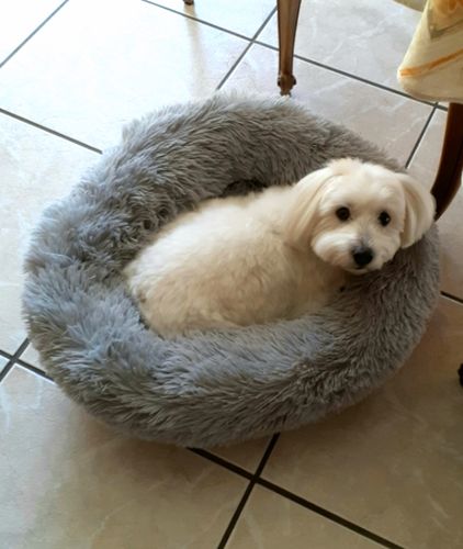 Customer photo review of Lit Apaisant Comfy® |  Pour Chien et Chat